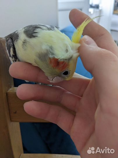 Попугай корелла