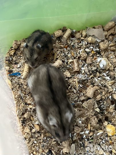 Продаю хомячков