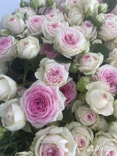 Кустовые розы