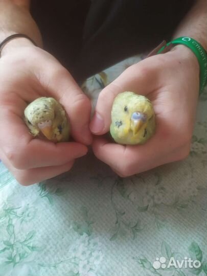 Волнистый попугай самец и самец