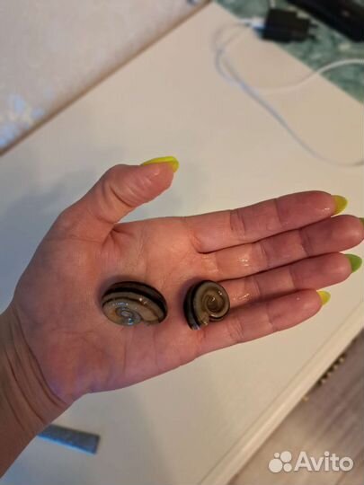 Улитки аквариумные