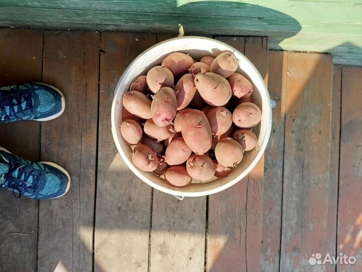 Картофель семенной красный и белый