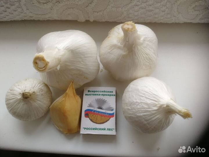 Чеснок на посадку