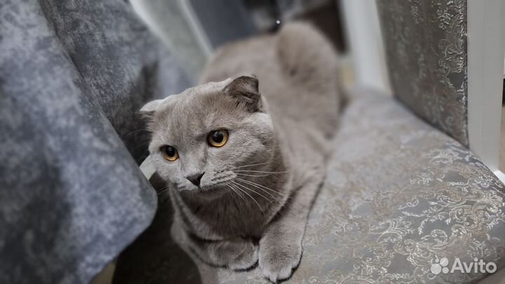 Шотландская вислоухая кошка