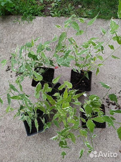 Цветы и кустарники