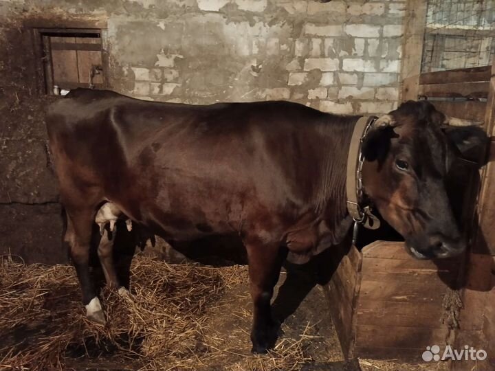 Продается корова