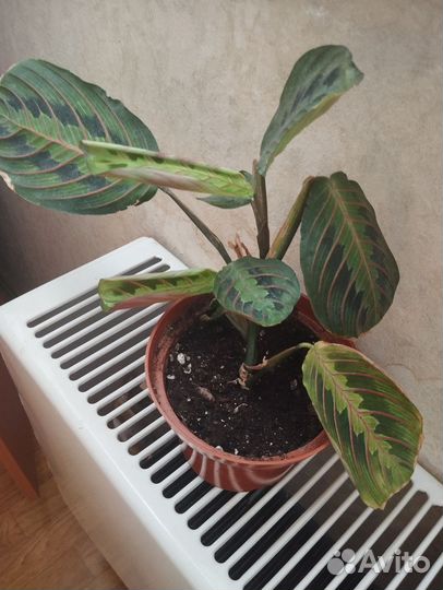 Маранта триколор