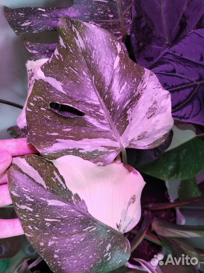 Вариегатная монстера Тайское созвездие и Луна