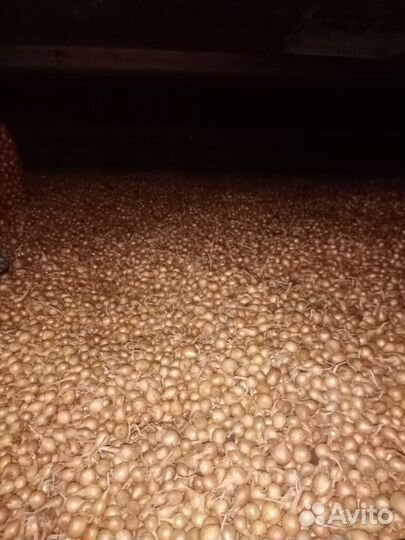 Лук севок Штутгартер