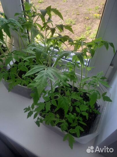 Рассада помидор