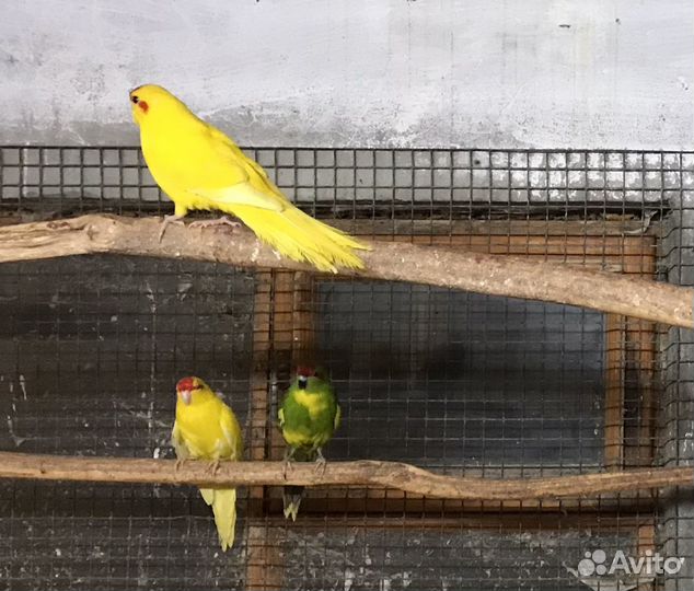 Попугаи Какарики птенцы