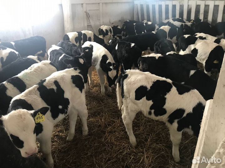 Телята, бычки крс