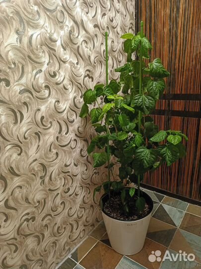 Роза Габриель