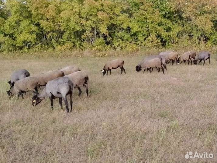 Овцы, бараны и ярки романовской породы
