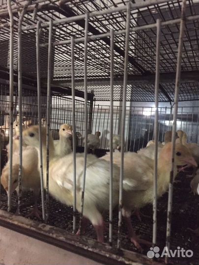 Продажа суточной и подрощенной птицы