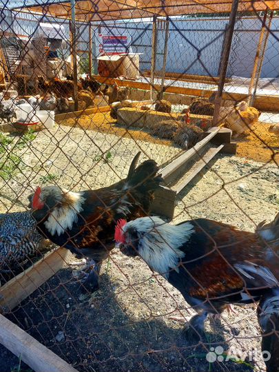 Петухи породистые