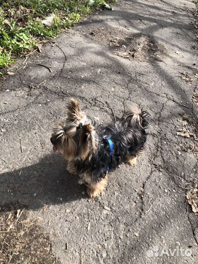 Йоркширский терьер мальчик стандарт