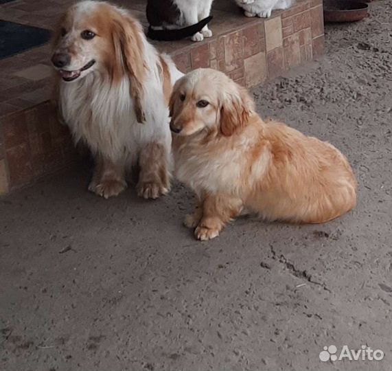 Щенки таксы бесплатно