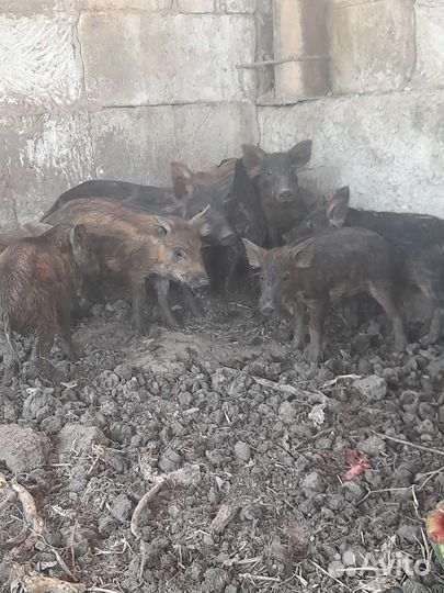 Венгерская+дикий кабан