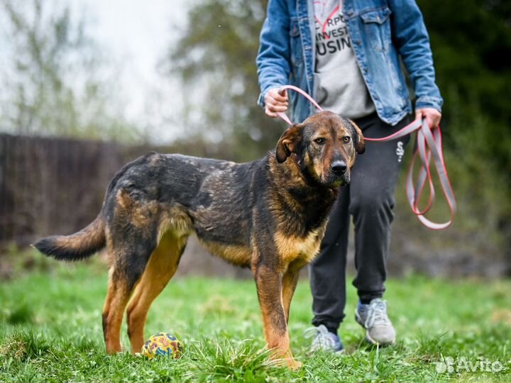 Преданный пёс в добрые руки