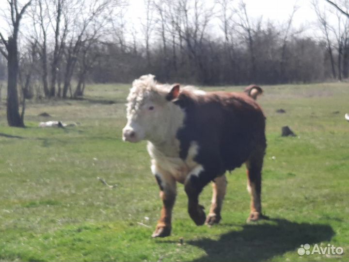 Быки на племя