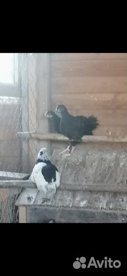 Продаются цыплята 2 месяца