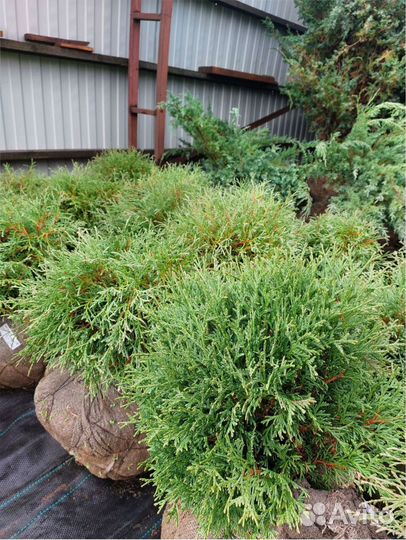 Кедр сибирский ель туя шаровидная можжевельник саж