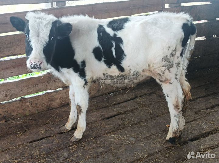 Бычки и телочка