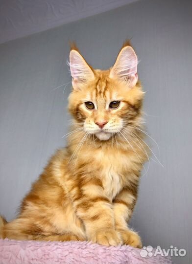 Мейн-кун размерный мальчик