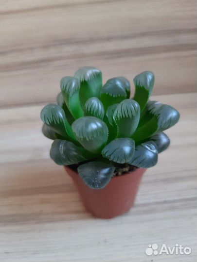Секкуленты