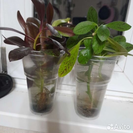 Домашние цветы