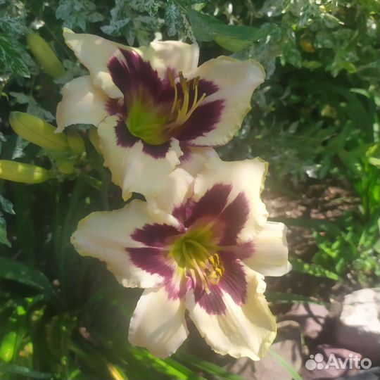 Лилейники сортовые