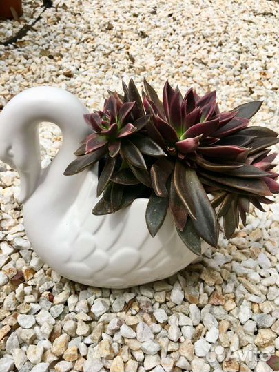 Эчеверия Серрана