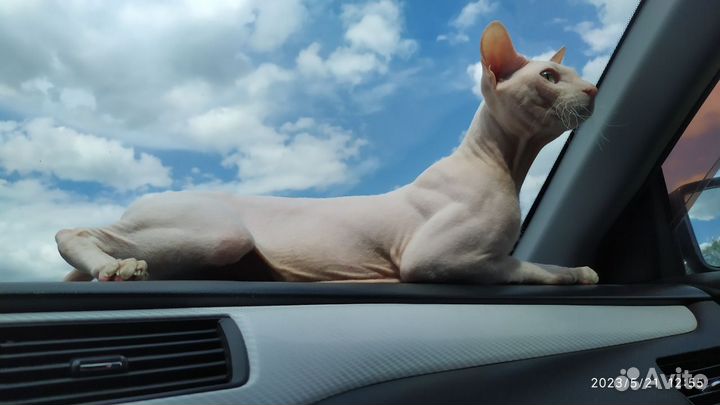 Кот сфинкс вязка