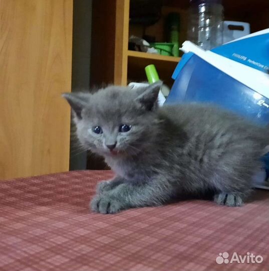 Кошка в дар