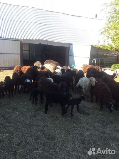 Продам стадо баранов