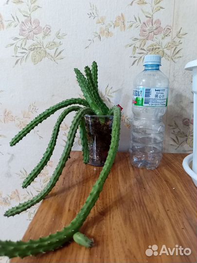 Гуэрния и стапелия