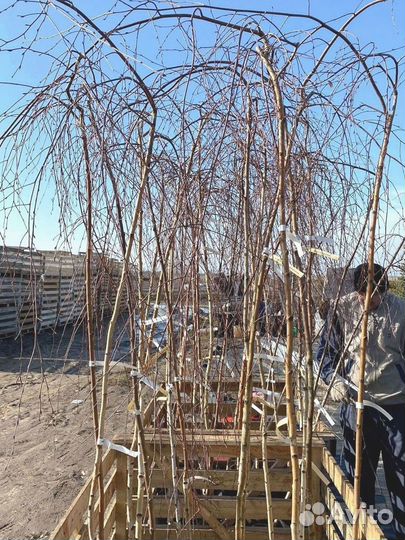 Береза Юнги на штамбе (180-200см) / оптом