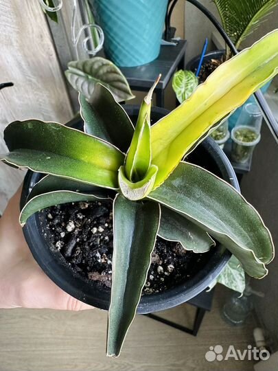 Сансевьерия звездная канарейка (star canary)