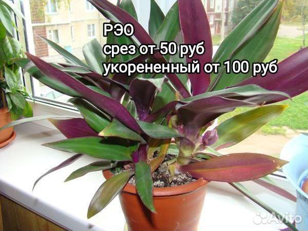 Цветы разные часть 1