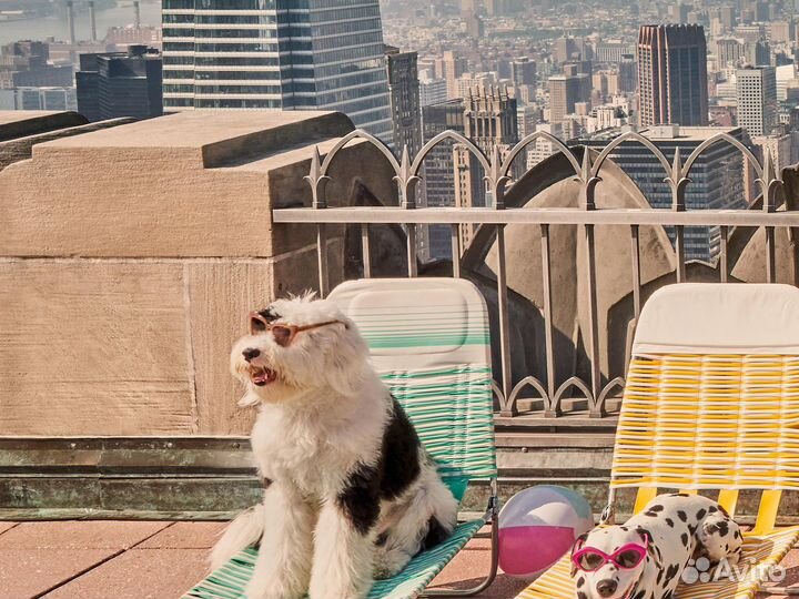 Фото-постер The Dogs Of New York City