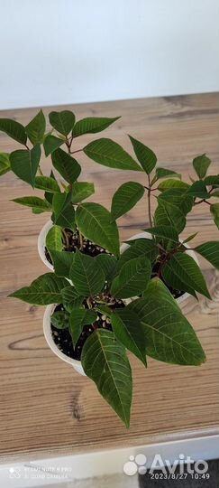 Пуансеттия Рождественская звезда