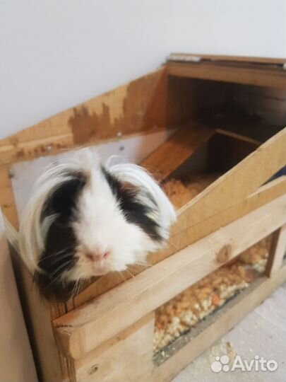 Морская свинка с клеткой