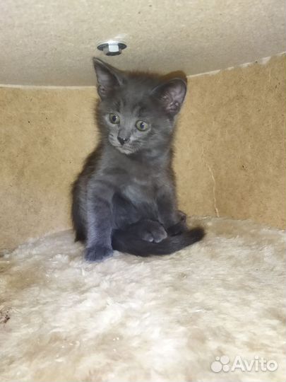 Котенок девочка бесплатно в добрые руки