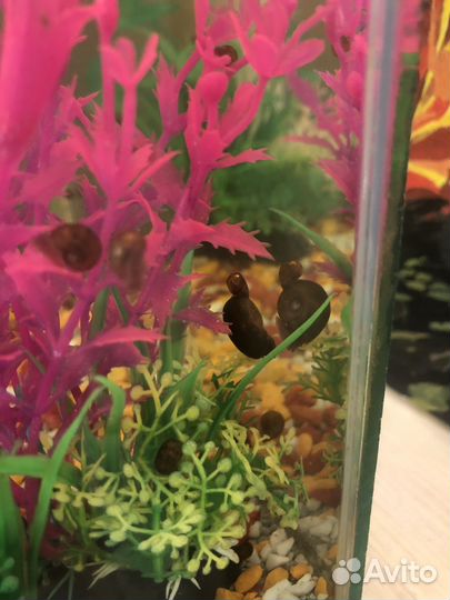 Улитки аквариумные бесплатно