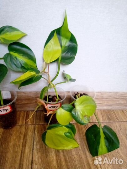 Филодендрон Сканденс Бразил, Эпипремнум Неон