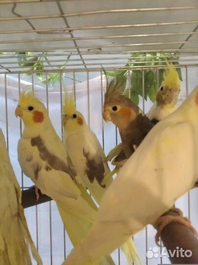 Волнистые, неразлучники, кореллы