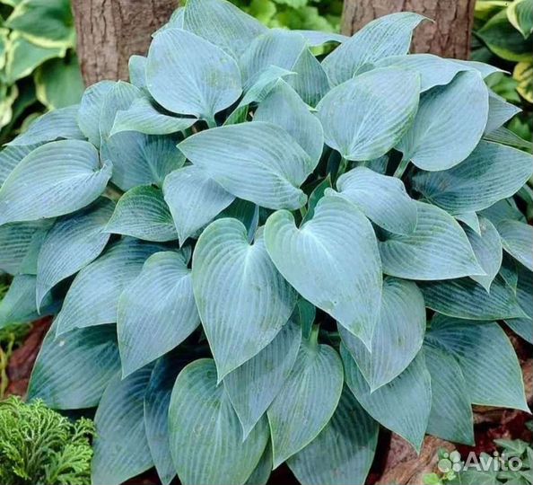 Хоста растение