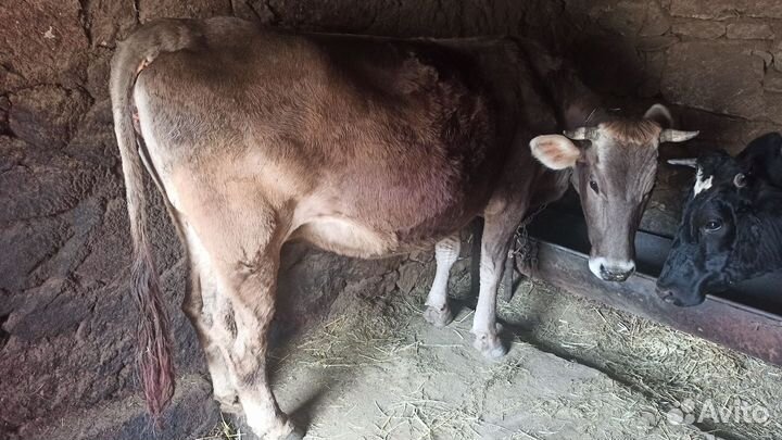 Корова стельная дойная