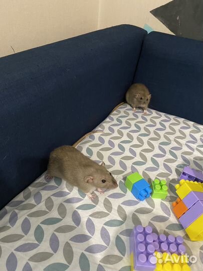 Крыса-Песчанка